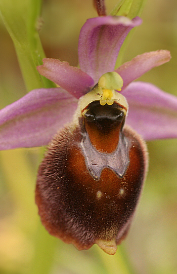 Ophrys panattensis, Dorgali.