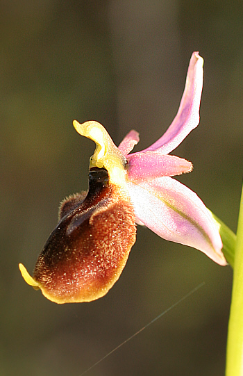 Ophrys panattensis, Dorgali.