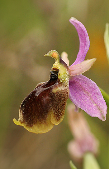 Ophrys panattensis, Dorgali.