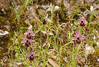 Ophrys panattensis, Dorgali.