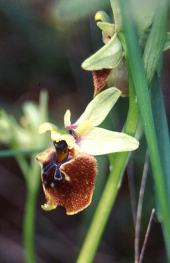 Ophrys parvimaculata, Taranto.