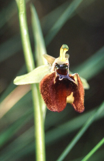 Ophrys parvimaculata, Taranto.