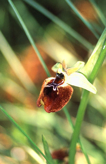 Ophrys parvimaculata, Taranto.