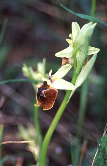 Ophrys parvimaculata, Taranto.