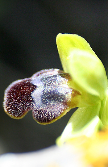 Ophrys parvula, Kattavia.
