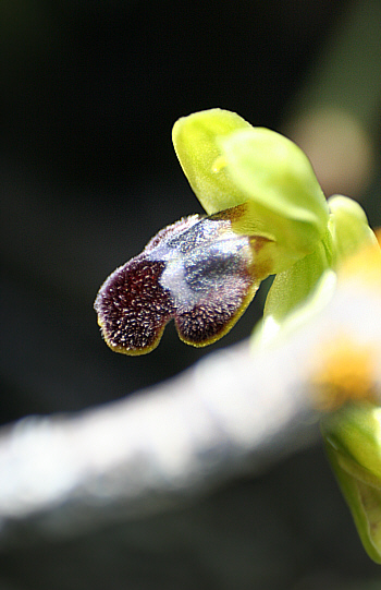 Ophrys parvula, Kattavia.