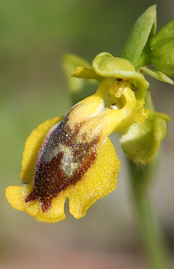 Ophrys phryganae, Kattavia.