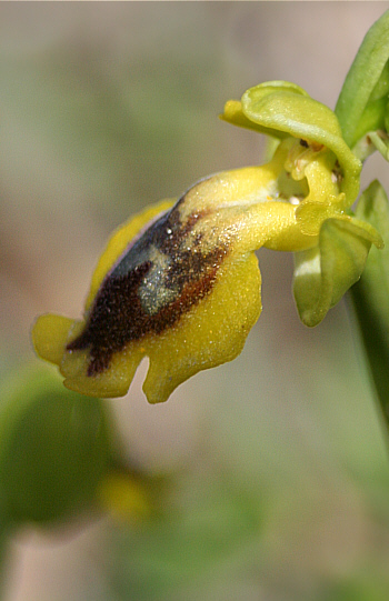 Ophrys phryganae, Kattavia.
