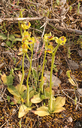 Ophrys phryganae, Kesari.