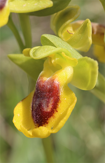 Ophrys phryganae, San Lorenzo.