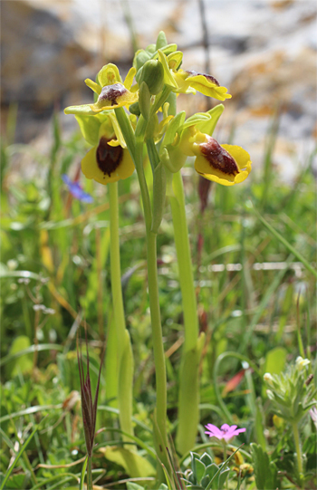 Ophrys phryganae, San Lorenzo.