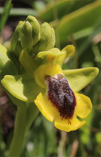 Ophrys phryganae, Monte Sacro.