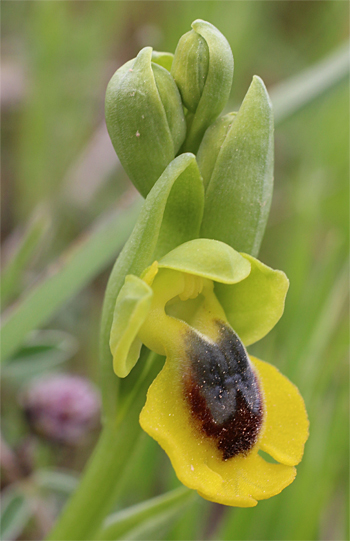 Ophrys phryganae, San Angelo.