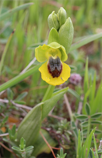 Ophrys phryganae, San Angelo.