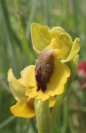 Ophrys phryganae, Massafra.