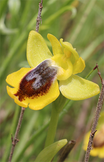 Ophrys phryganae, Massafra.