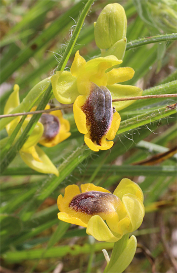 Ophrys phryganae, Massafra.
