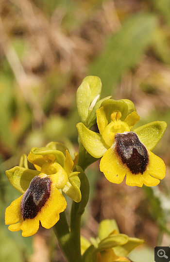 Ophrys phryganae, Filothei.