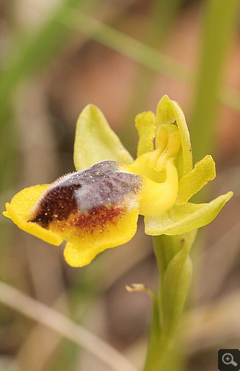 Ophrys phryganae, Katsimpalis.