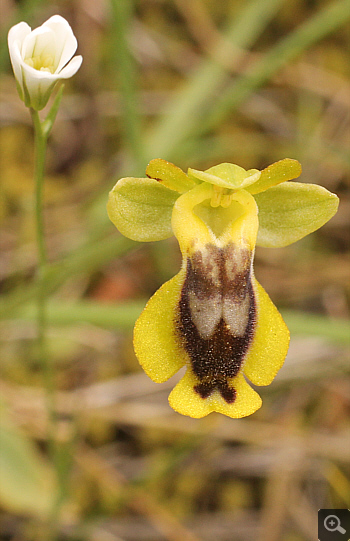 Ophrys phryganae, Markopoulo.