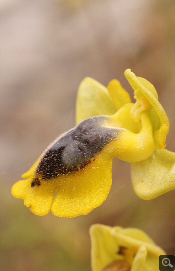 Ophrys phryganae, Markopoulo.