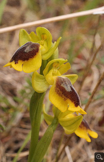 Ophrys phryganae, Filothei.