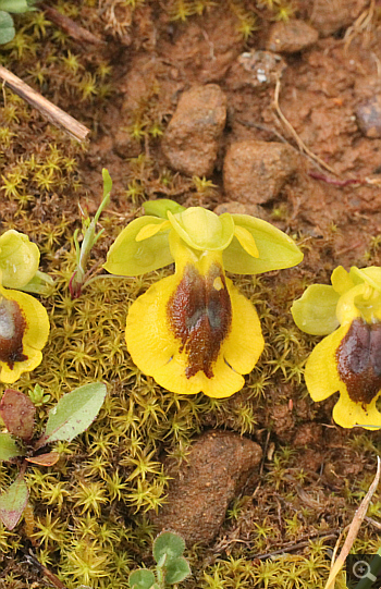 Ophrys phryganae, Filothei.