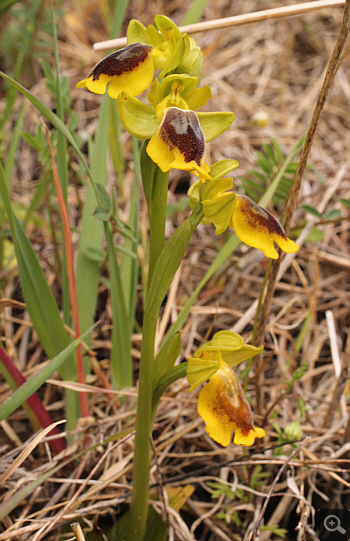 Ophrys phryganae, Filothei.