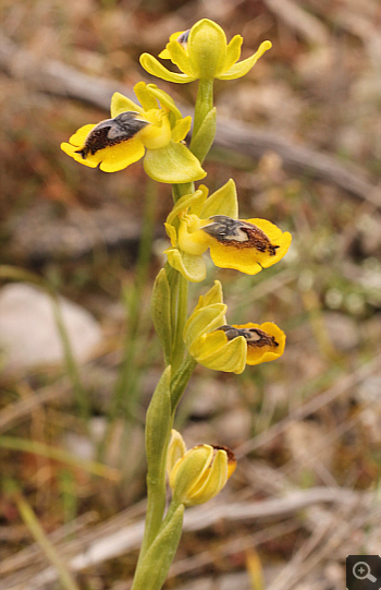 Ophrys phryganae, Markopoulo.