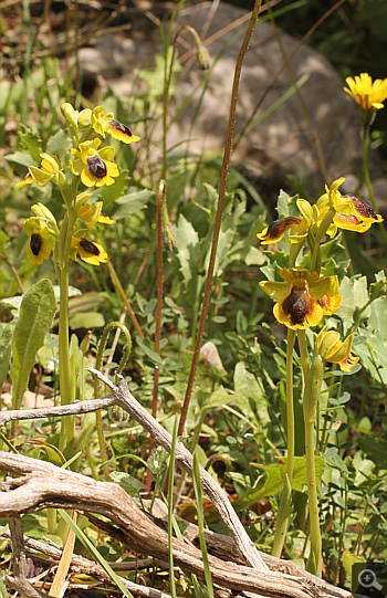 Ophrys phryganae, Filothei.