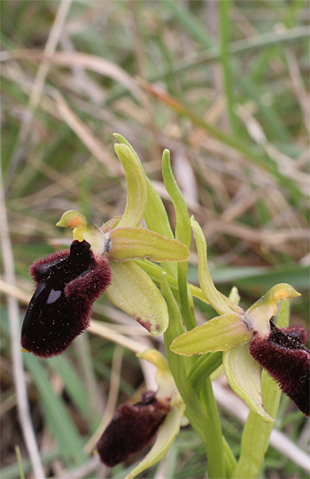 Ophrys promontorii, San Angelo.