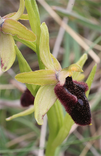 Ophrys promontorii, San Angelo.