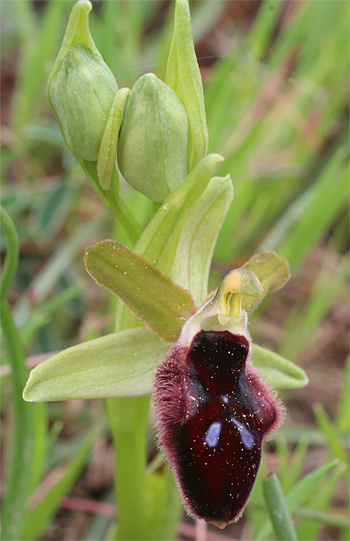 Ophrys promontorii, San Angelo.