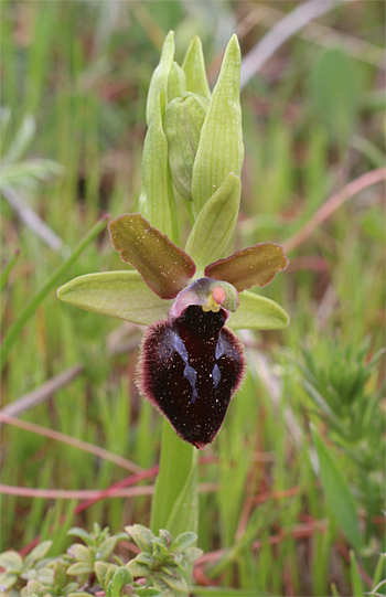 Ophrys promontorii, San Angelo.