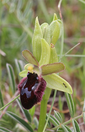 Ophrys promontorii, San Angelo.