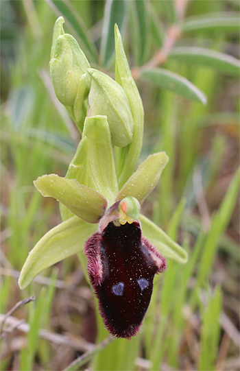 Ophrys promontorii, San Angelo.