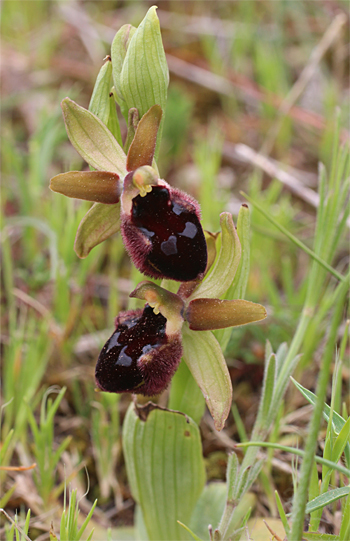 Ophrys promontorii, San Angelo.