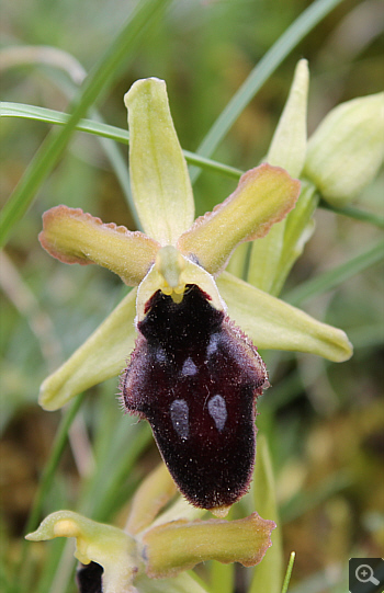 Ophrys promontorii, Forcella di Cervaro.