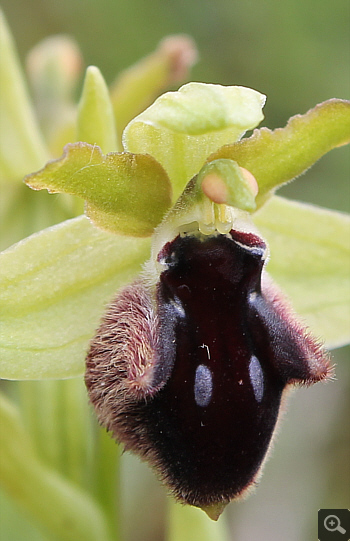 Ophrys promontorii, Forcella di Cervaro.