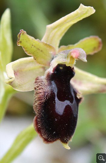 Ophrys promontorii, Forcella di Cervaro.