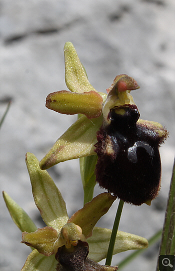 Ophrys promontorii, Forcella di Cervaro.
