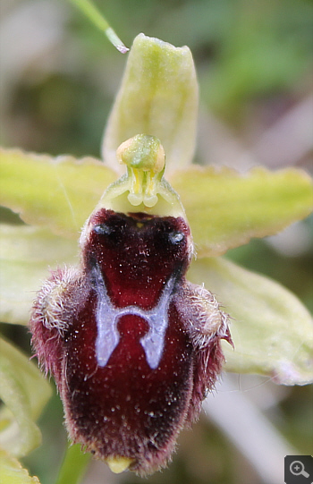 Ophrys promontorii, Forcella di Cervaro.