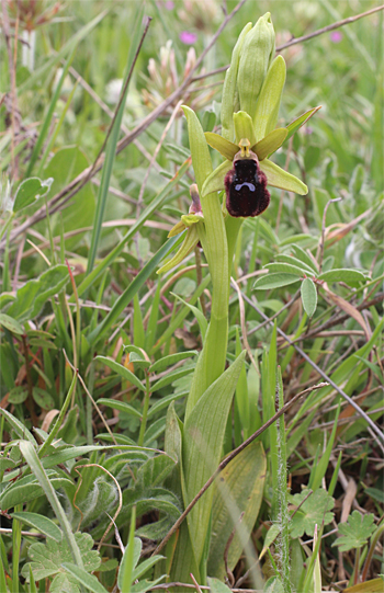 Ophrys promontorii, San Angelo.