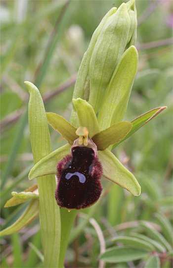 Ophrys promontorii, San Angelo.