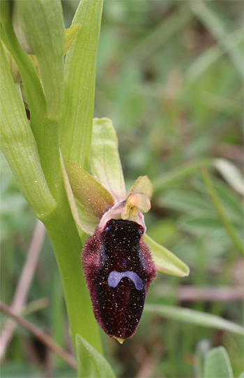 Ophrys promontorii, San Angelo.