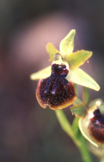 Ophrys passionis var. garganica, Monte Gargano.