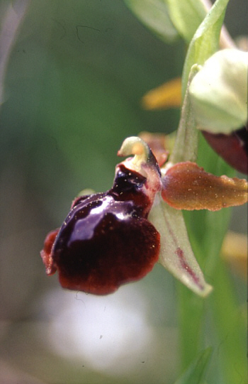 Ophrys passionis var. garganica, Monte Gargano.