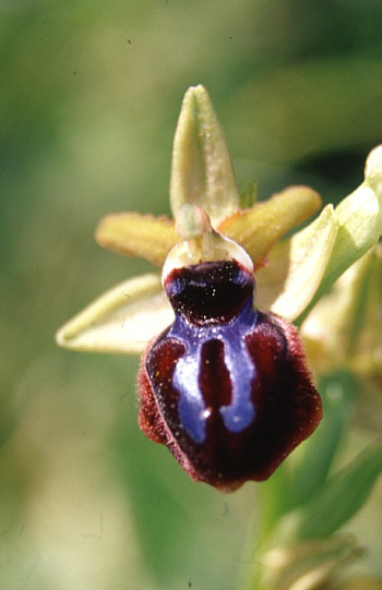 Ophrys passionis var. garganica, Monte Gargano.