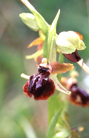 Ophrys passionis var. garganica, Monte Gargano.
