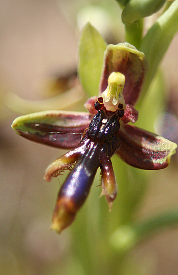 Ophrys regis-ferdinandii, Gennadio.